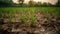 Green grass growing on the dry land after has rain fall Metaphor Climate change