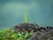 Green Grass Growing On Rock