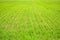 Green grass growing in rows, newly sown landscape background