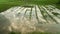 Green grass growing on a swamp area and reflection in water surface,nature background