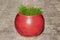 Green grass grows in big red earthenware vase on a paved pavement road