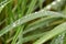 Green grass halms with rain drops close up