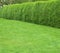 Green grass with hedges