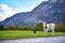 On the green grass hillside are two cows. Austrian Alps. Forested mountains surrounded by green Alpine meadows