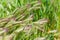 Green grass Hordeum murinum, commonly known as wall barley