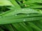 Green grass leaf droplets fresh nature