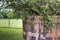 Green grass and leaf plant over wood fence