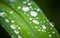 Green grass leaf with shining dew