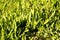 Green grass leafs macro background 