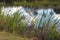 Green Grass Leaves Against Water Ripples and Reflections Background