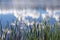 Green Grass Leaves Against Water Ripples and Reflections Background