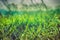 Green grass leaves with drops of dew