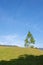 Green Grass and Lone Pine Tree