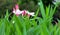 Green Grass Long Leaf and Pink Flowers background wallpapper