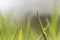 Green grass. Macro shooting of grass. Background Wallpaper photo
