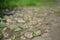 Green grass makes its way through the stones on a rural road