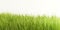 Green grass meadow background blades of grass green nature lawn