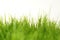 Green grass meadow background blades of grass green nature lawn