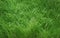 Green grass meadow background blades of grass green nature lawn