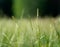 green grass in the meadow, close-up, shallow depth of field