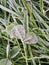 green grass on meadow is covered with snow. frost in autumn garden, frost on grass.Frosted grass on a spring morning