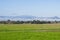 Green grass meadow; lingering fog in the background, Coyote Lake - Harvey Bear Park, Morgan Hill, California