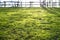 Green grass in the meadow in the rays of the morning sun in the backyard, on a blurred background the fence