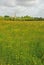 Green grass meadow woody hedgerow