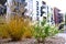 Green grass, modern apartment building, sidewalk, in a cozy courtyard of residential district. Focus on a building