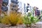 Green grass, modern apartment building, sidewalk, in a cozy courtyard of residential district. Focus on a grass