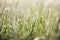 Green grass with morning dew in bright sun with bokeh texture background