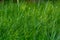 Green grass with morning dew, close-up focus in the middle, showing depth of field and blurry blades in front. Concept of early