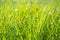 Green grass and morning dew, naturel background