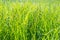 Green grass and morning dew, naturel background