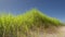 Green grass in the morning over blue sky nature scene