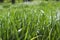 Green grass natural background. Green grass in a sunny summer day texture and background. Detailed close up macro bright colorful