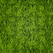 Green grass. Natural background. Texture. Tall grass. Fresh spring green grass.