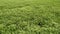 Green grass natural closeup background beautiful. Some white flower slider shot