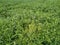 Green grass natural closeup background beautiful. Some white flower slider shot background leaf