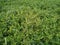 Green grass natural closeup background beautiful. Some white flower slider shot background leaf