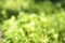 Green grass natural herb background texture. Lawn garden with beauty bokeh