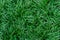 Green grass natural lawn background in top view