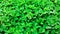 Green grass nature background, desmodium triflorum