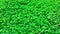 Green grass nature background, desmodium triflorum