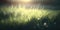 Green grass nature field closeup backlit by golden sunlight with sun rays. Natural spring grass on blurred bokeh