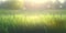 Green grass nature field closeup backlit by golden sunlight with sun rays. Natural spring grass on blurred bokeh