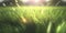 Green grass nature field closeup backlit by golden sunlight with sun rays. Natural spring grass on blurred bokeh