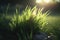 Green grass nature field closeup backlit by golden sunlight with sun rays. Natural spring grass with water drops on