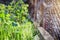 Green grass nature in urban view wire steel fence