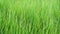 Green Grass neutral monochrome background with copy space